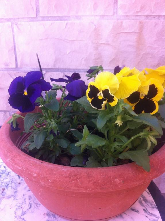 ספליט Studio Old Town חדר תמונה